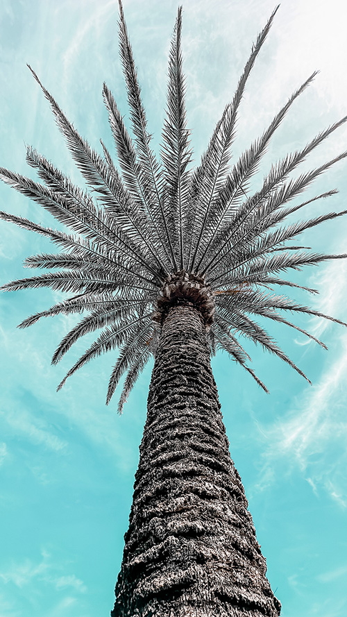 おしゃれなスマホ壁紙サイトGIRLYDROP#TATE：マイアミで見たヤシの木と青空（下から）