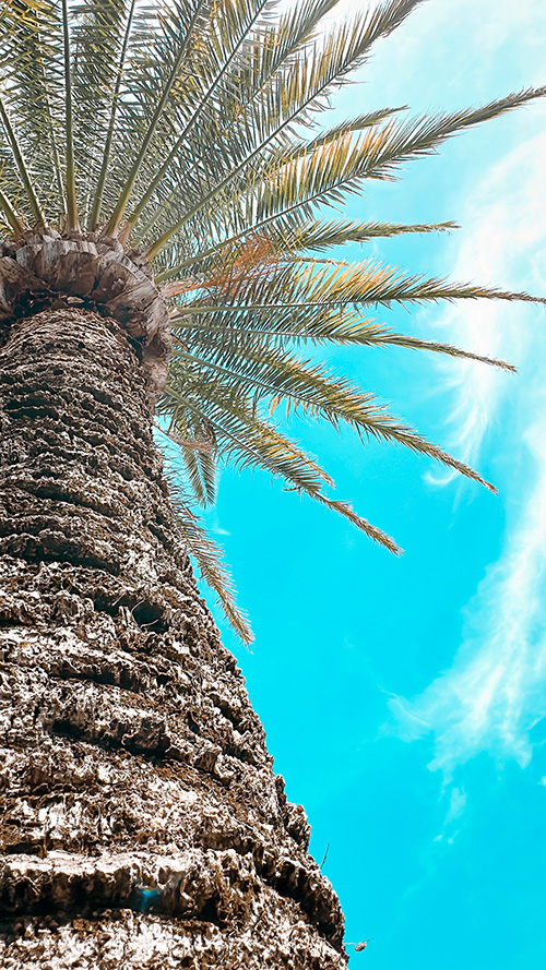 完全無料の大人おしゃれな待ち受け・スマホ壁紙：マイアミで見たヤシの木と青空（見切れ）