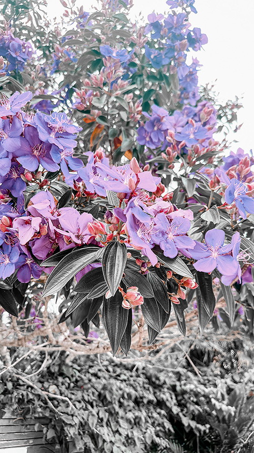 おしゃれなスマホ壁紙サイトGIRLYDROP#TATE：海外で出会った、パープルとピンクのかわいいお花