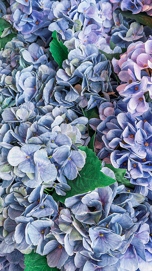 無料の大人おしゃれな待ち受け・スマホ壁紙：青紫の美しい紫陽花の花々