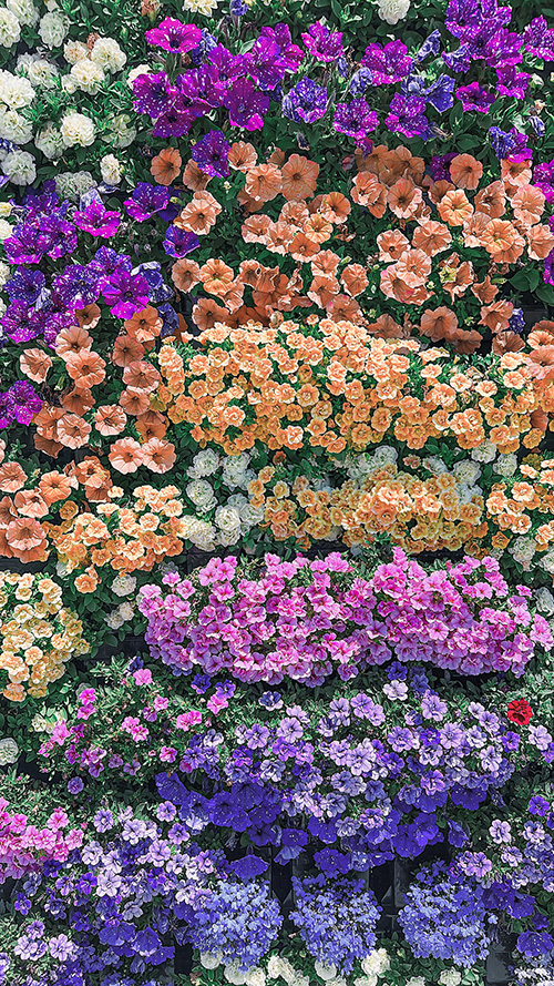無料の大人おしゃれな待ち受け・スマホ壁紙：色とりどりの花が並ぶ風景