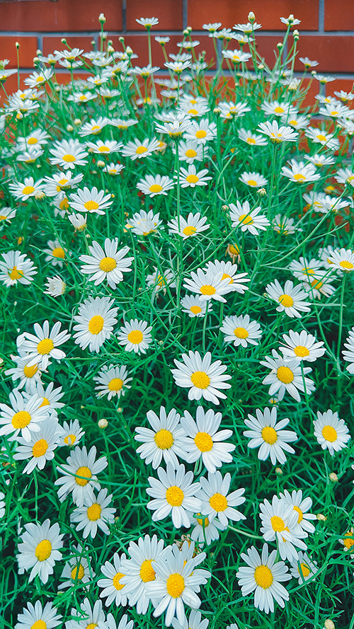 無料の大人おしゃれな待ち受け・スマホ壁紙：風に揺れるデイジーの花々