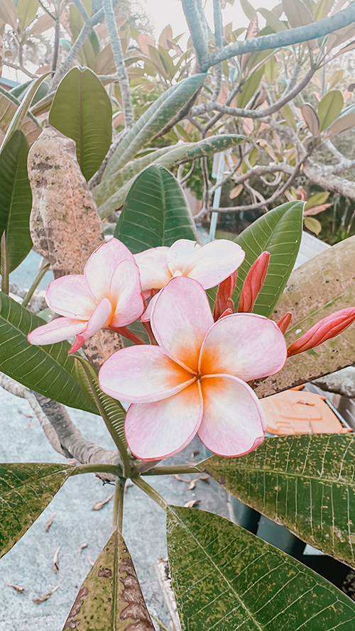 無料の大人おしゃれな待ち受け・スマホ壁紙：南国の美しいピンクのプルメリアの花