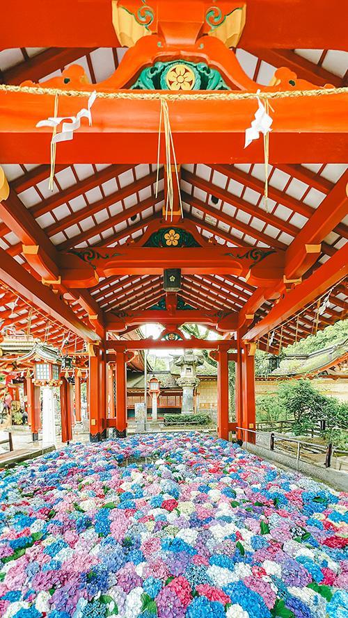 無料の大人おしゃれな待ち受け・スマホ壁紙：色とりどりの紫陽花が浮かぶ美しい神社