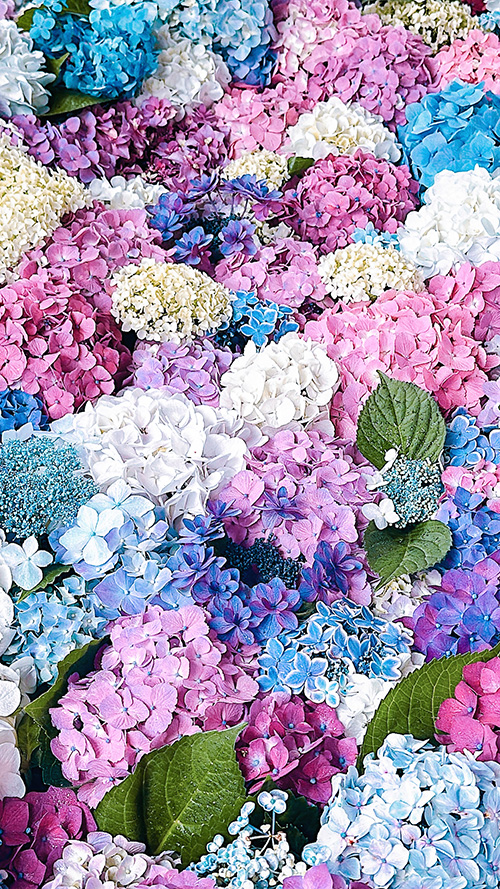 無料の大人おしゃれな待ち受け・スマホ壁紙：紫陽花と花びらの鮮やかな彩り