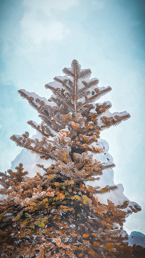 雪をこんもり乗せている木
