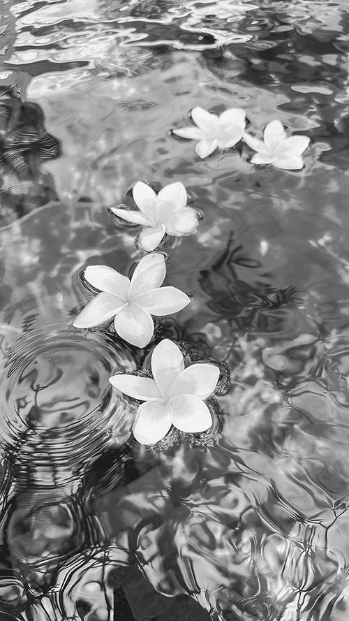 無料のおしゃれな縦長画像：青く揺れるプールの水面に浮かぶ白いプルメリアの花（白黒版）
