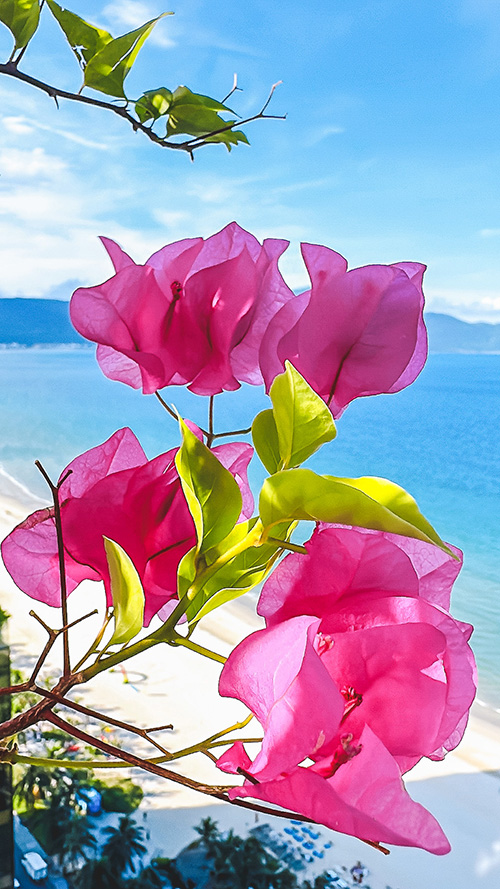 TikTok/YouTubeショートの背景にも使えるおしゃれな画像：南国の青い海を背景に鮮やかに咲くピンクのブーゲンビリア