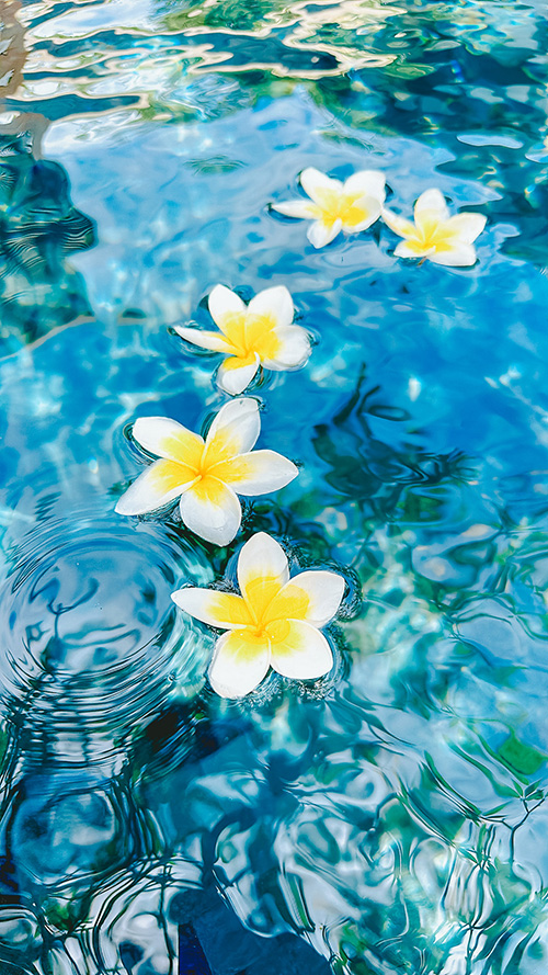 TikTok/YouTubeショートの背景にも使えるおしゃれな画像：青く揺れるプールの水面に浮かぶ白いプルメリアの花