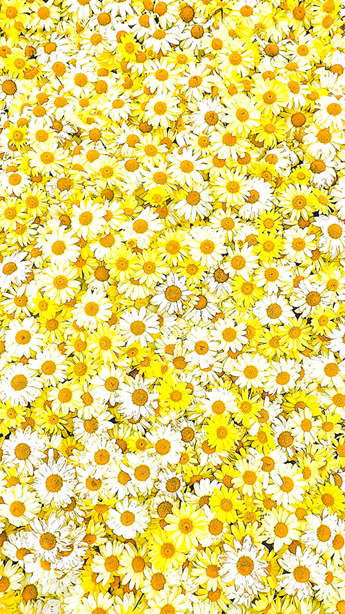 TikTok/YouTubeショートの背景にも使えるおしゃれな画像：画面いっぱいに敷き詰められた鮮やかな黄色い小花畑